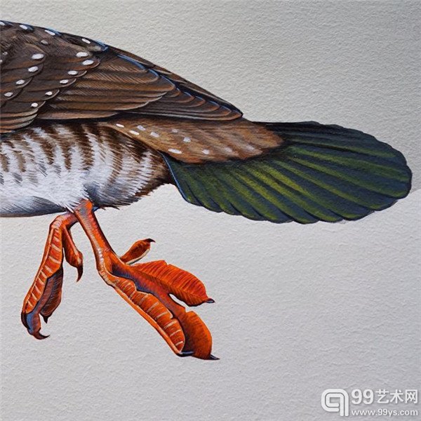 旧金山的Jane Kim的鸟类插画