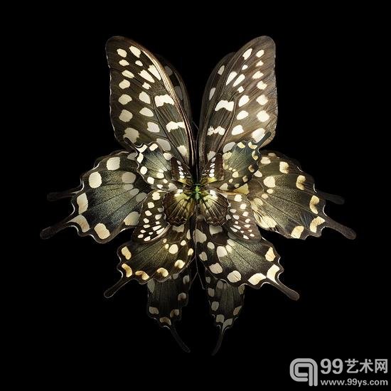 摄影师把昆虫翅膀拍成了花瓣