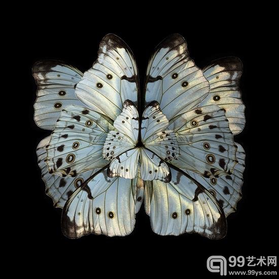 摄影师把昆虫翅膀拍成了花瓣
