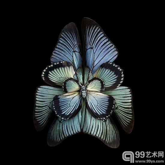 摄影师把昆虫翅膀拍成了花瓣