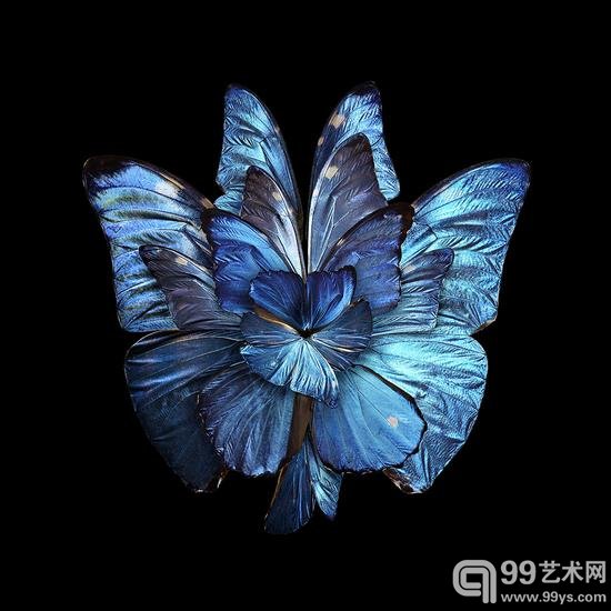 摄影师把昆虫翅膀拍成了花瓣