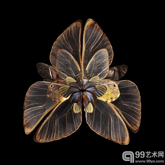 摄影师把昆虫翅膀拍成了花瓣