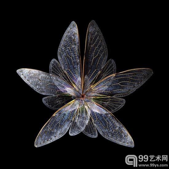 摄影师把昆虫翅膀拍成了花瓣