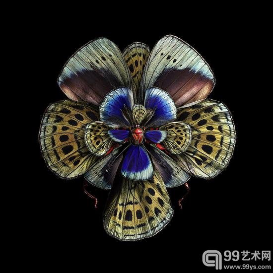 摄影师把昆虫翅膀拍成了花瓣