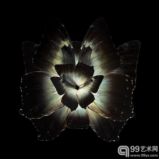 摄影师把昆虫翅膀拍成了花瓣