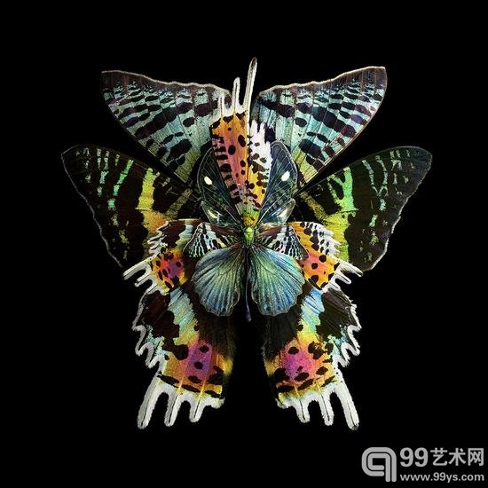 摄影师把昆虫翅膀拍成了花瓣