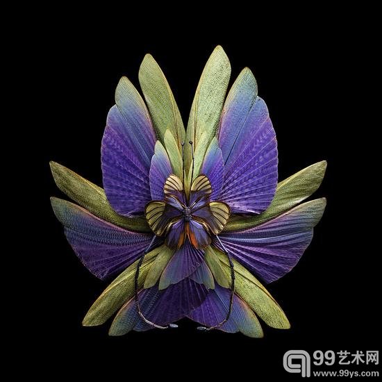 摄影师把昆虫翅膀拍成了花瓣