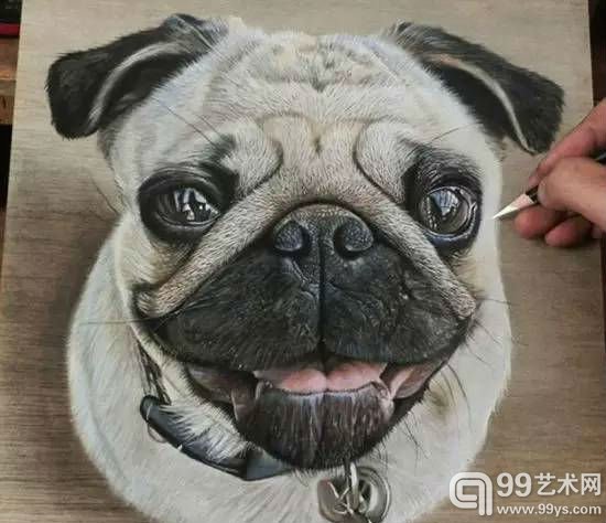 这是你家的狗狗？