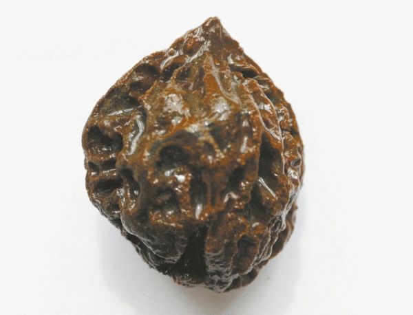 　核桃随葬让人匪夷所思。