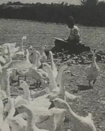 太湖鹅群