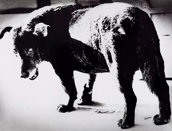 森山大道 野犬  1971-2015年 银盐照片 101.7×133.8 cm 
