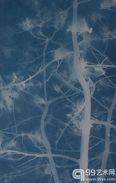 松树Pine(23)亚麻布蓝晒Cyanotype on canvas 195X124cm.2016.5.10.