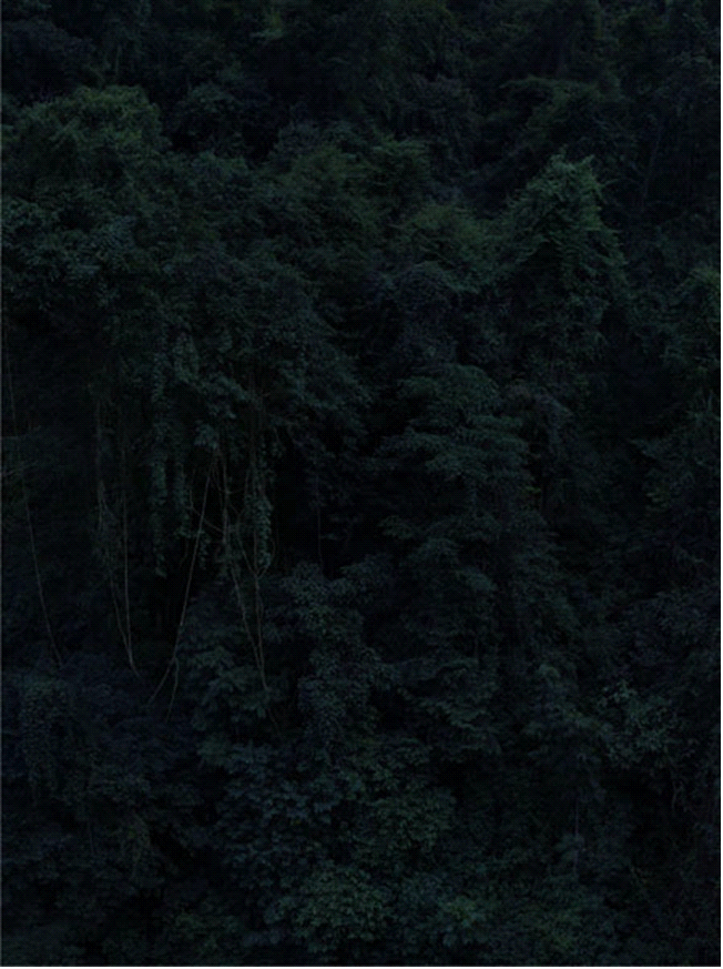他镜头里的黑暗森林，隐喻着不可知的人生