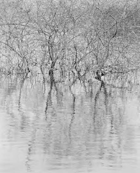 Waterside-ls009 (ed.of 5) 