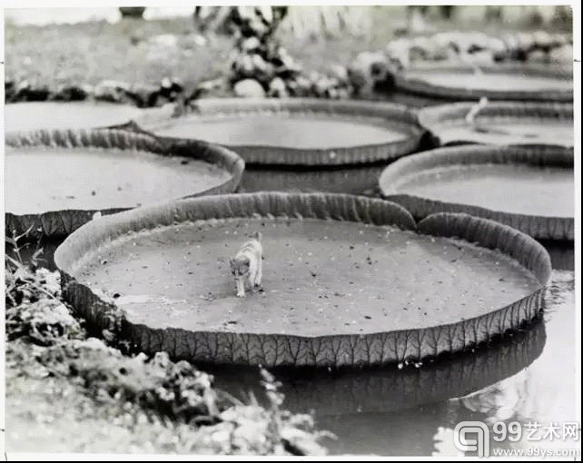 睡莲叶上的小猫（1935 年，菲律宾）