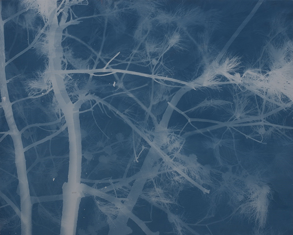 张大力 松树Pine(27)亚麻布蓝晒Cyanotype on canvas 122X152cm.2016.5.10