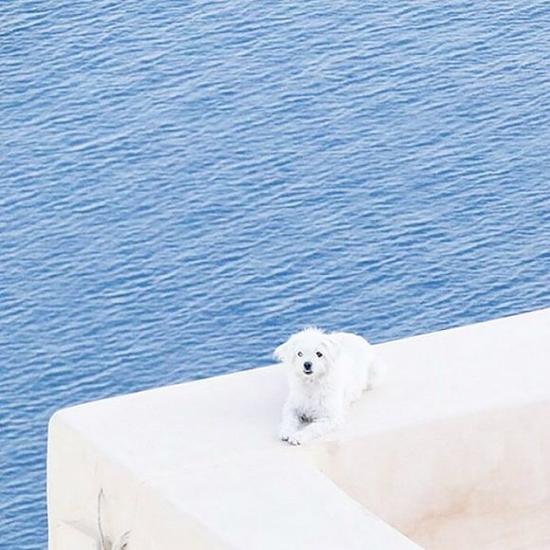 文中所有图片均来自Instagram用户Minimal Pup