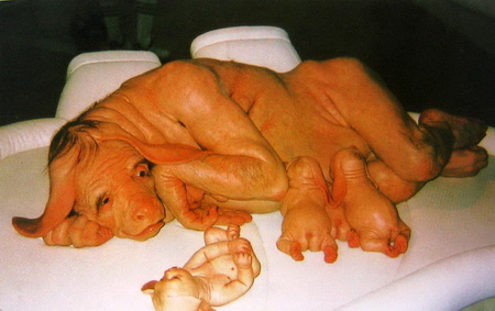 艺术家Patricia Piccinini《年轻的一家》；布料、人造皮、填充物
