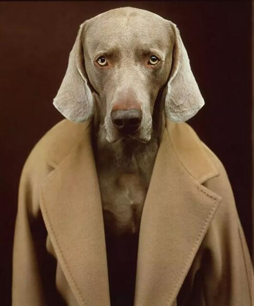 William Wegman 镜头中身穿华服的威玛犬