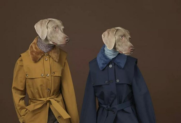 William Wegman 镜头中身穿华服的威玛犬