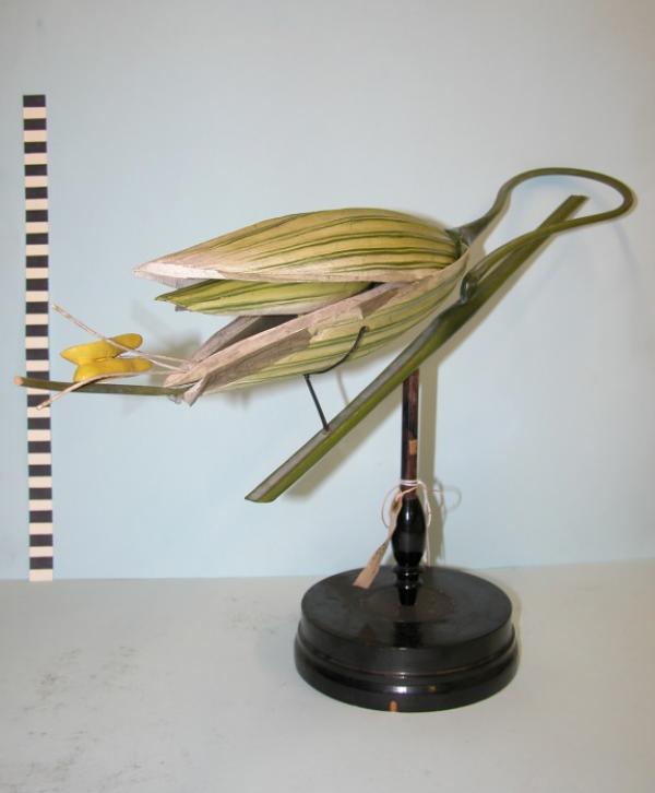 植物模型，R Brendel＆Co