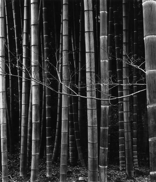© BRETT WESTON, Bamboo Forest, Japan, 1970. Courtesy of Timeless Gallery (Beijing)