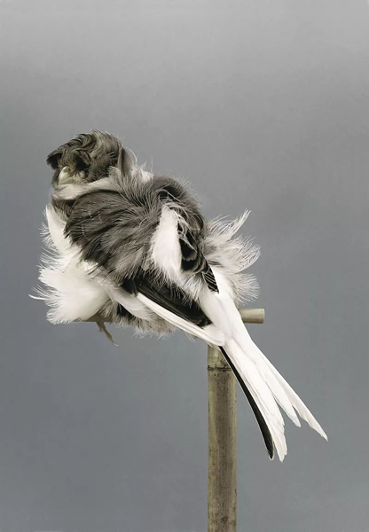 © CARSTEN HÖLLER, Birds (9), 2006. Courtesy of GALLERIA CONTINUA (San Gimignano, Beijing, Les Moulins _ Havana)