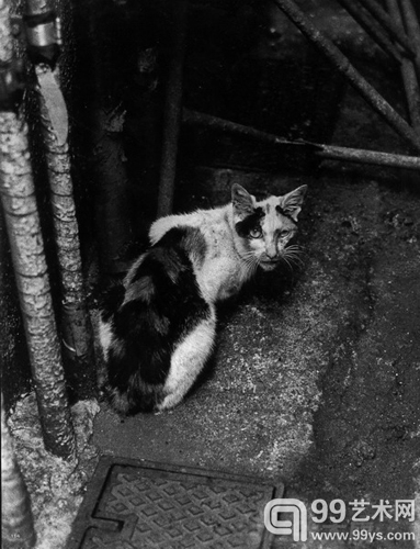 荒木与猫