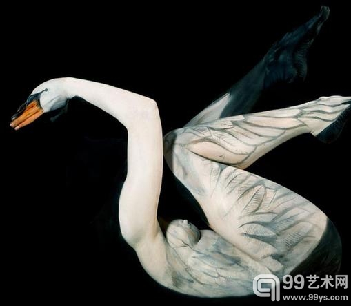 展翅的天鹅