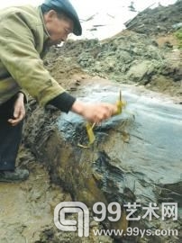 天价乌木归属之争