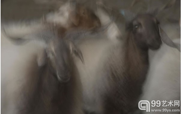 欧拉羊高清图片