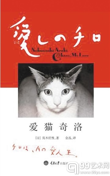 爱猫奇洛