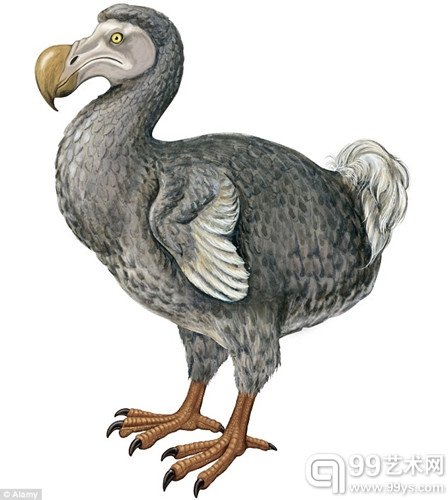 1598年，航行至印度洋的荷兰水手首次发现渡渡鸟。