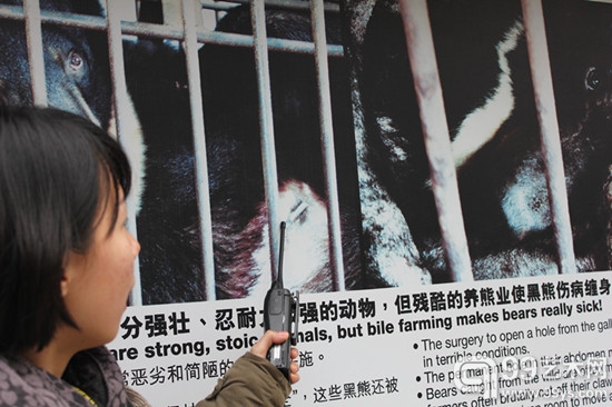 工作人员在为艺术家解说取胆过程给黑熊带来的伤害