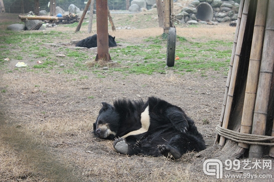 亚洲黑熊因熊前的白斑呈月牙状，因此也称月熊
