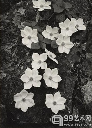 安塞尔·亚当斯（Ansel Adams）摄影作品《山茱萸花，约塞米蒂国家公园》。