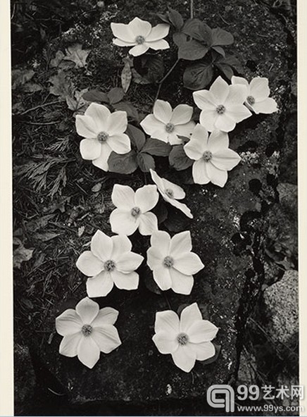 5.Dogwood Blossoms, Yosemite National Park, negative about 1938; print 1941, Ansel Adams