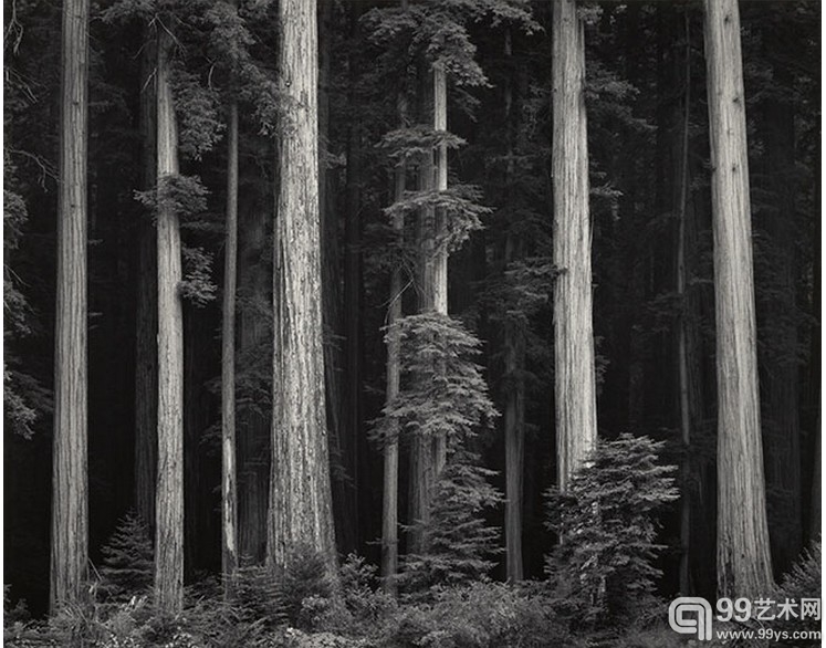 6.Redwoods, Bull Creek Flat, Northern California, negative about 1960; print 1980, Ansel Adams