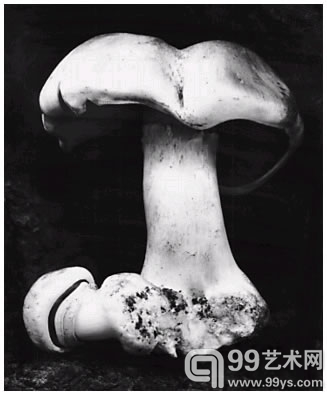 Toadstool （1931）