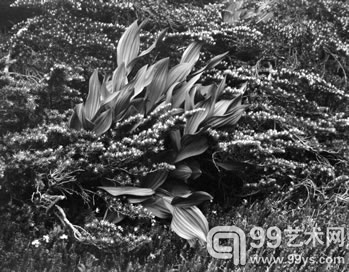 False Hellebore Lake_Ediza（1937）