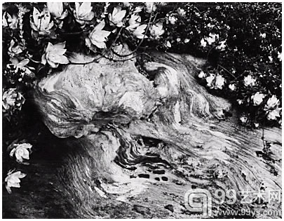 Cypress Root and Succulents, Point Lobos（1930）
