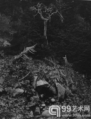 Point Lobos, Cypress Point（1946）