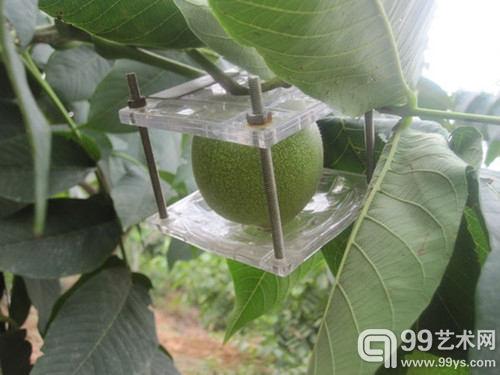 河北涞水 生长中的麻核桃
