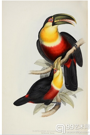 2. 红胸巨嘴鸟 （Ramphastos dicolorus）