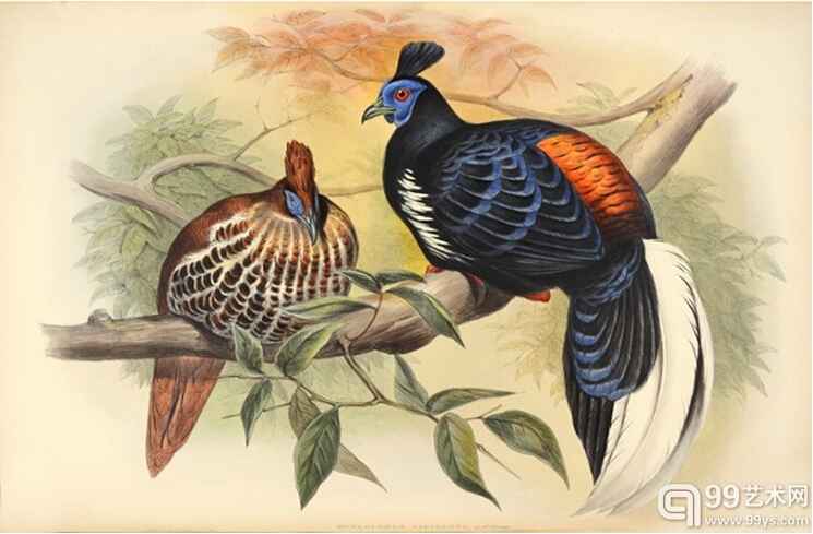 3.Euplocomus vieilloti–vieillot