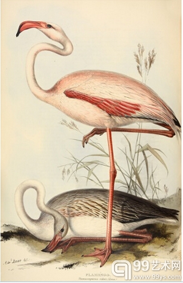 4.红鹤（Phoenicopterus–flamingo）