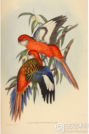 5.红色马尾鹦鹉（Platycercus ignitus–fiery parrakeet）