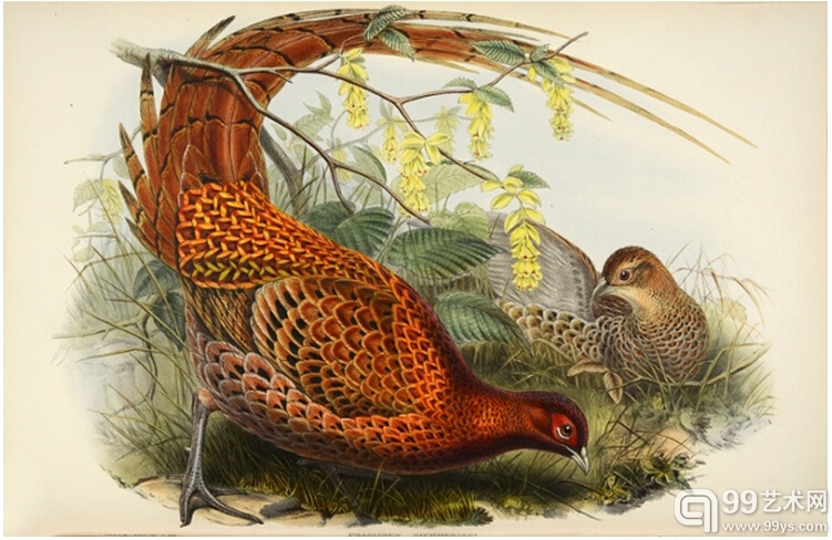 6.雉鸡（Phasianus soemmeringi–Soemmering