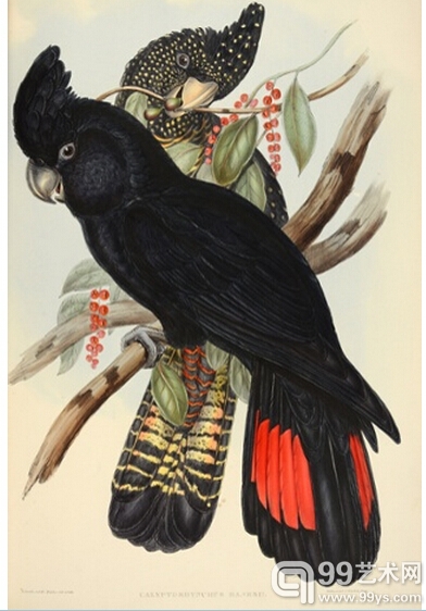 7.红尾黑色美冠鹦鹉（Calyptorhynchus banksii–red-tailed black cockatoo）