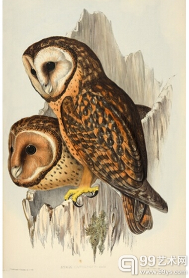 8.塔斯马尼亚面具猫头鹰（Strix castanops–tasmanian masked owl）